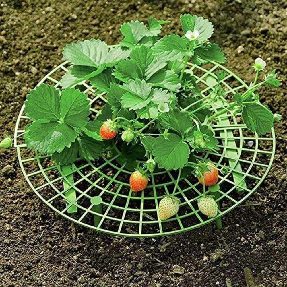 Crawling Plants Height Riser Stand Support Elevated Growing